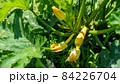 黄色のズッキーニ栽培 84226704