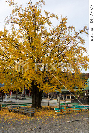 大光院の境内　群馬県太田市 84227077