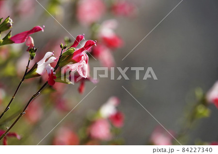 赤と白の小さいチェリーセージの花の写真素材