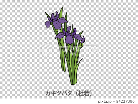 [Prefectural flower] Japanese iris (Moriwaka) Aichi prefecture 84227396