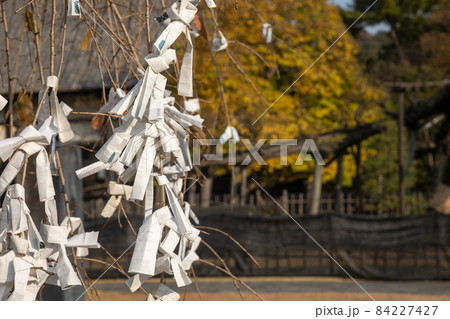 大光院の境内 結ばれた御神籤 大光院の境内 結ばれた御神籤 84227427