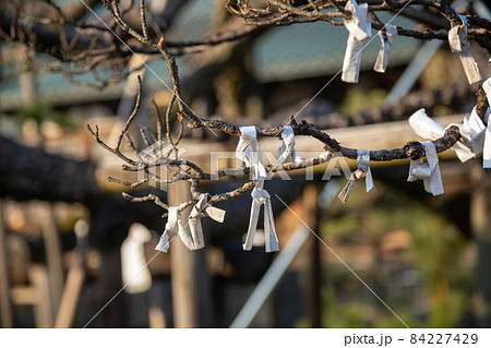 大光院の境内　結ばれた御神籤 84227429