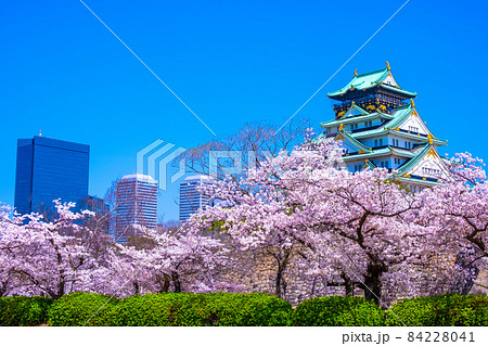 大阪城と西の丸庭園の桜 84228041
