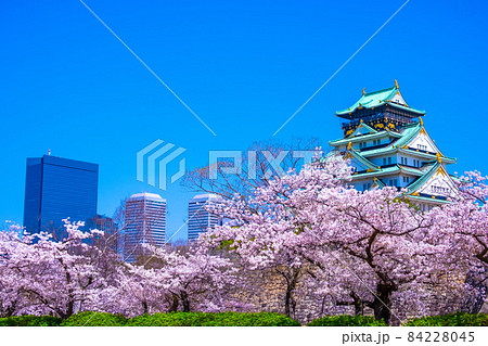 大阪城と西の丸庭園の桜 84228045