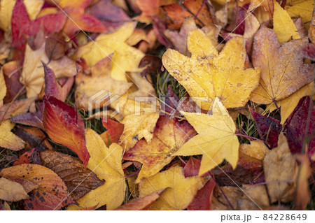紅葉イメージ素材 紅葉イメージ素材 84228649
