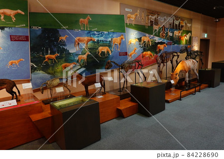 馬の博物館 馬の博物館 84228690