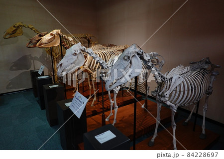 馬の博物館 馬の博物館 84228697
