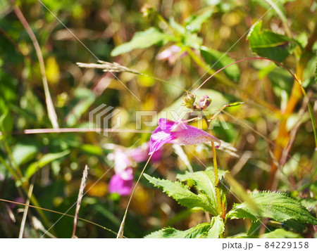 ツリフネソウ ツリフネソウ 84229158