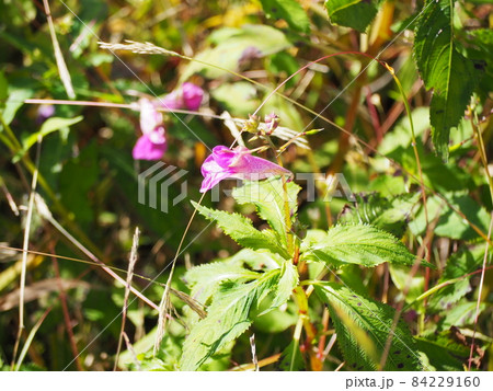 ツリフネソウ 84229160