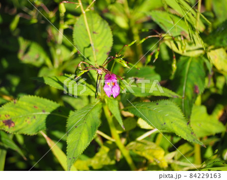 ツリフネソウ 84229163