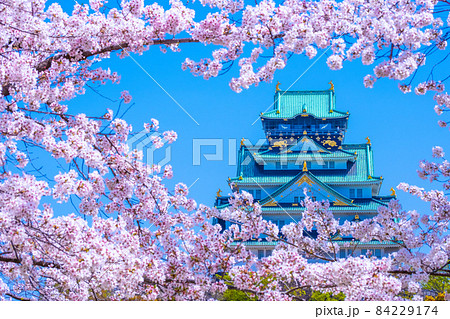 大阪城と西の丸庭園の桜 84229174