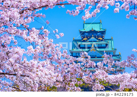 大阪城と西の丸庭園の桜 84229175