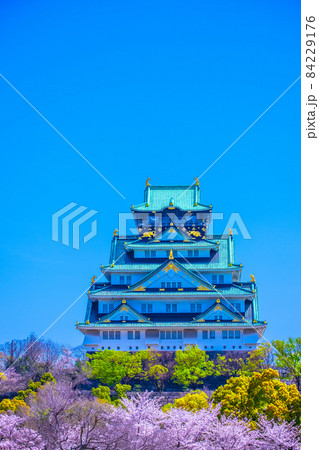 大阪城と西の丸庭園の桜 大阪城と西の丸庭園の桜 84229176