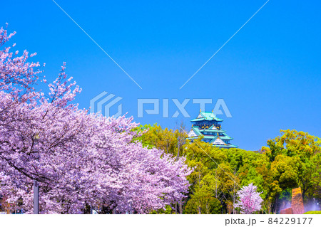 大阪城と西の丸庭園の桜 大阪城と西の丸庭園の桜 84229177