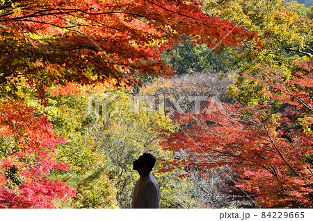 紅葉に見惚れる男性のシルエット 84229665