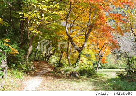 広島三段峡の紅葉の景色 84229690