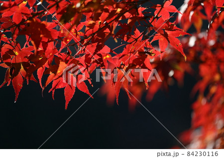 紅葉 紅葉 84230116