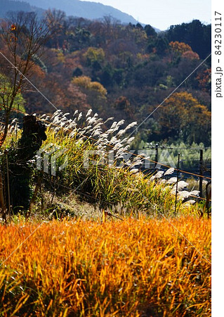 静岡県駿東郡小山町の宝鏡寺周辺の紅葉とススキの風景 84230117