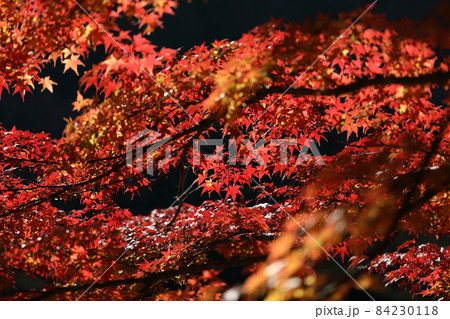 紅葉 紅葉 84230118