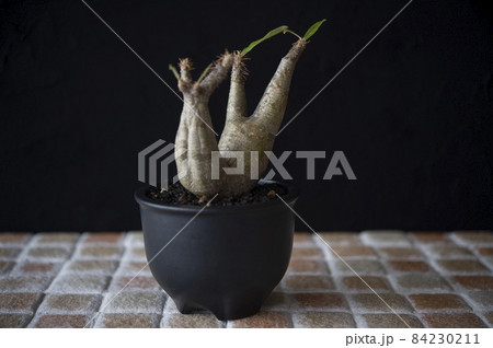 パキポディウム・イノピナツム パキポディウム・イノピナツム 84230211