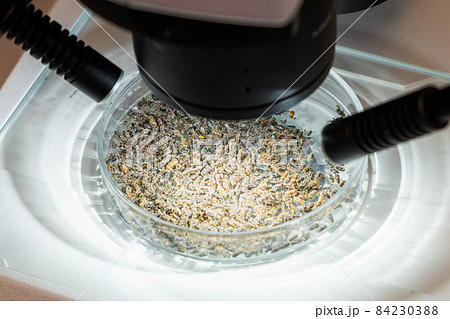 A colony of termites on a petri dish for examination under a microscope.  A colony of termites on a petri dish for examination under a microscope.  84230388
