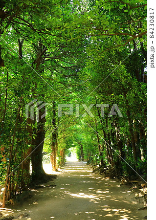 備瀬のフクギ並木 備瀬のフクギ並木 84230817