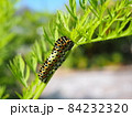 人参葉を食害するキアゲハの幼虫 84232320