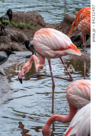 The greater flamingo, Phoenicopterus roseus, standing in water on lake shore. 84232407
