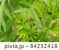 カメムシの卵 84232418