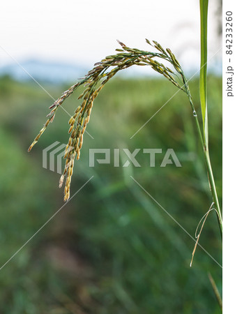 rice paddy rice paddy 84233260