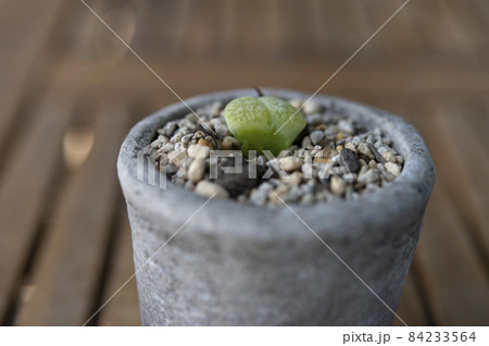 リトープス（緑福来玉） 84233564