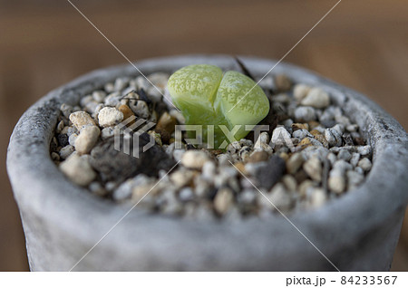 リトープス(緑福来玉) リトープス(緑福来玉) 84233567