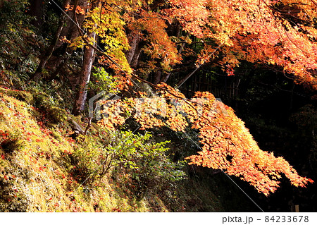 湖東三山 百済寺散策・28(滋賀県愛知郡) 湖東三山 百済寺散策・28(滋賀県愛知郡) 84233678