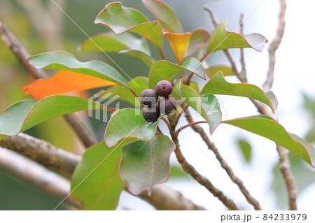 隠蓑（カクレミノ）の色づいた実と紅葉 84233979