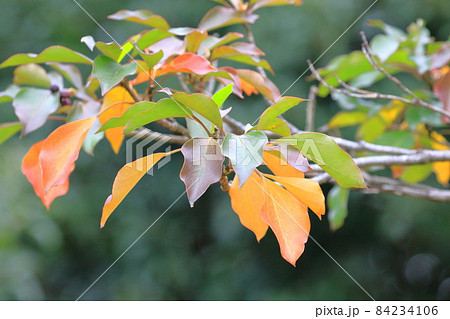 隠蓑（カクレミノ）の紅葉 84234106