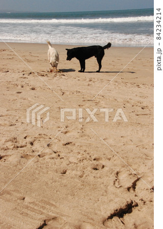 仲の良さそうな黒犬と白犬（クタ･ビーチ／バリ島 インドネシア） 84234214