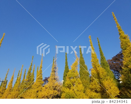 東京 外苑前 銀杏並木 紅葉 東京 外苑前 銀杏並木 紅葉 84234341