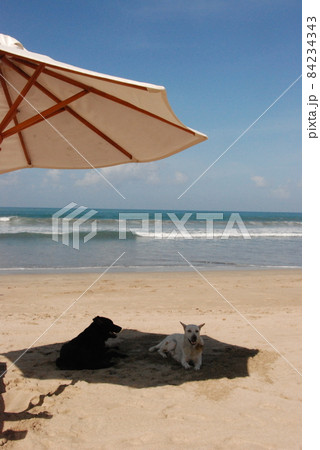 日陰で涼む黒犬と白犬（クタ･ビーチ／バリ島 インドネシア） 84234343