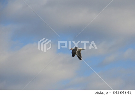 羽ばたくカモメ(平潟港/茨城県北茨城市) 羽ばたくカモメ(平潟港/茨城県北茨城市) 84234345