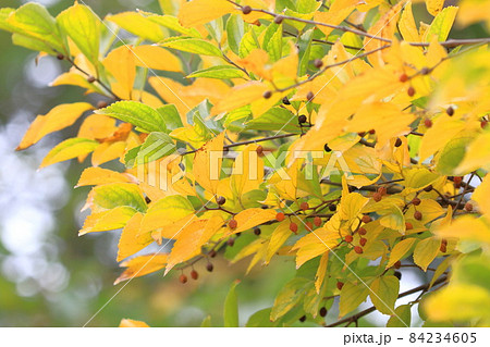 榎（エノキ）の紅葉と実 84234605