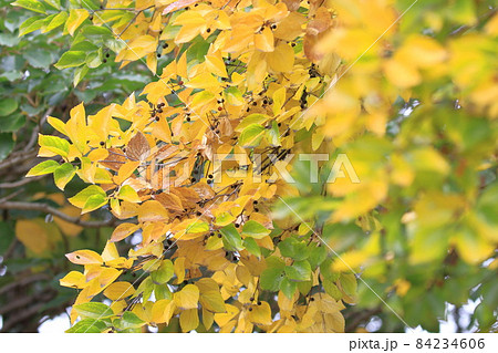 榎(エノキ)の紅葉と実 榎(エノキ)の紅葉と実 84234606
