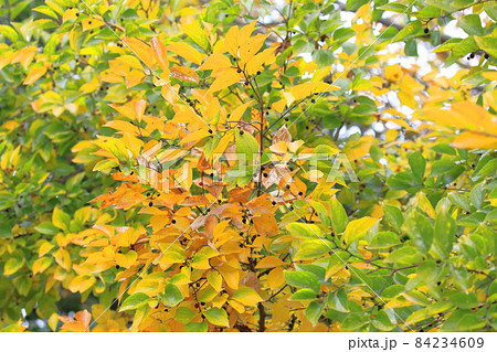 榎（エノキ）の紅葉と実 84234609