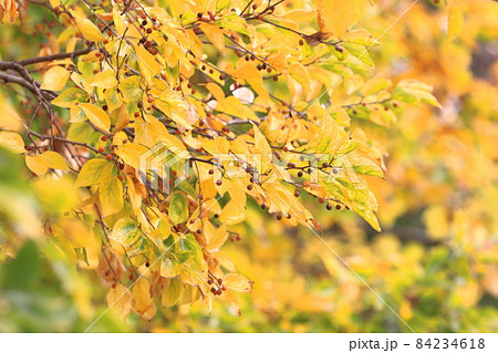 榎（エノキ）の紅葉と実 84234618