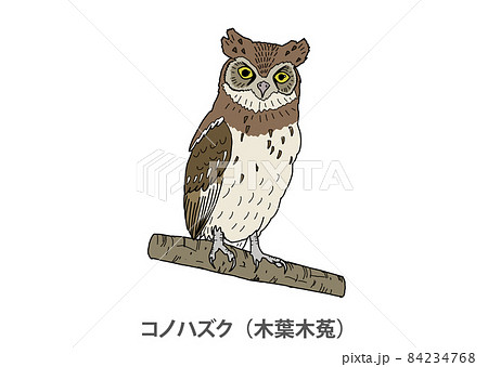 【県鳥】コノハズク(木葉木菟)愛知県 【県鳥】コノハズク(木葉木菟)愛知県 84234768