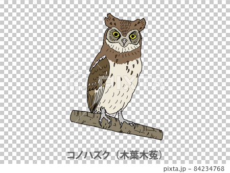 [縣鳥] Konohazuku (Kobagi) 愛知縣 84234768