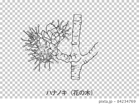 【県木】ハナノキ(花の木)愛知県-線画 【県木】ハナノキ(花の木)愛知県-線画 84234769