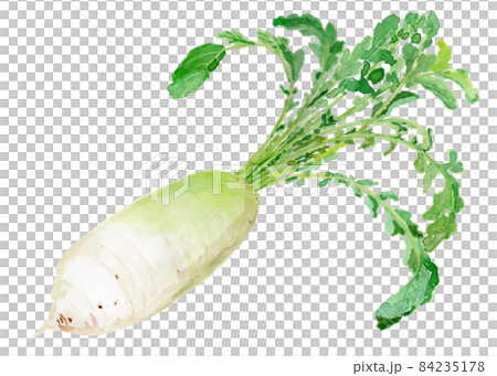 Raphanus sativus var. hortensis ダイコンの水彩イラスト 84235178