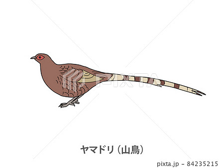 【県鳥】ヤマドリ(山鳥)秋田県 【県鳥】ヤマドリ(山鳥)秋田県 84235215