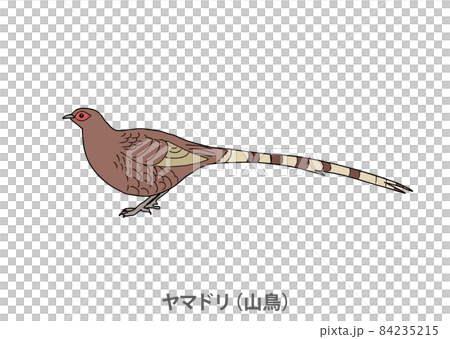 【県鳥】ヤマドリ(山鳥)秋田県 【県鳥】ヤマドリ(山鳥)秋田県 84235215