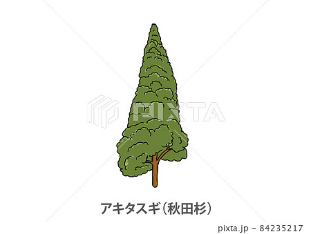 【県木】アキタスギ（秋田杉）秋田県 84235217